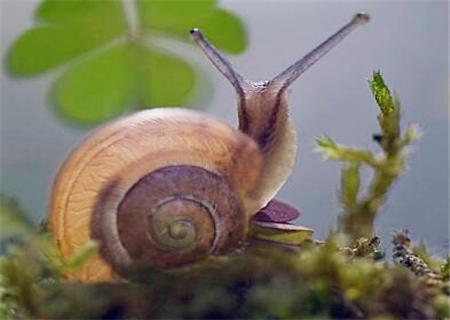 蜗牛爱吃什么东西,蜗牛怎么养